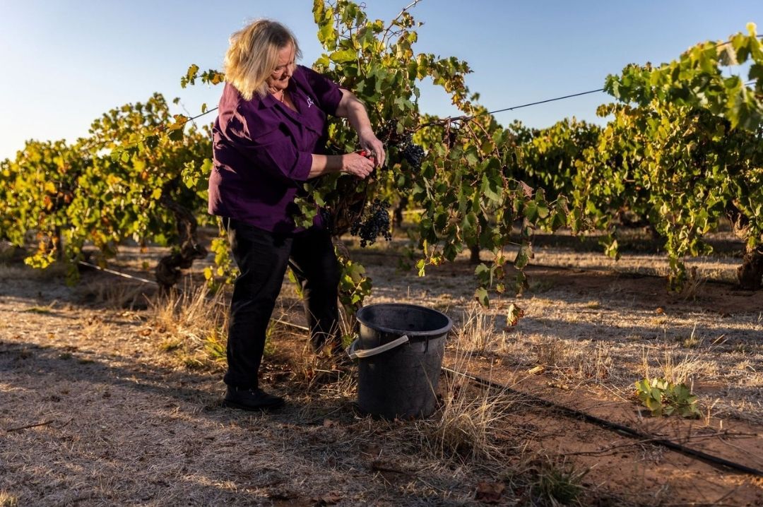 Jo Irvine in action at the vineyards jo_irvine_in_action