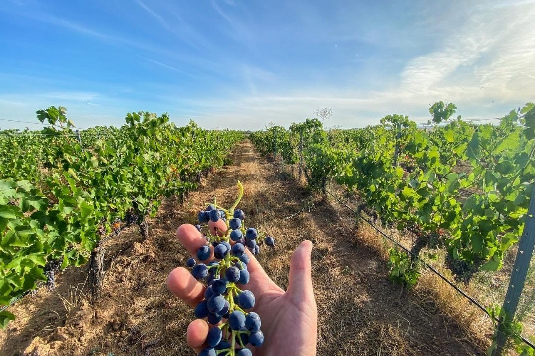 bodegas_habla_vineyards