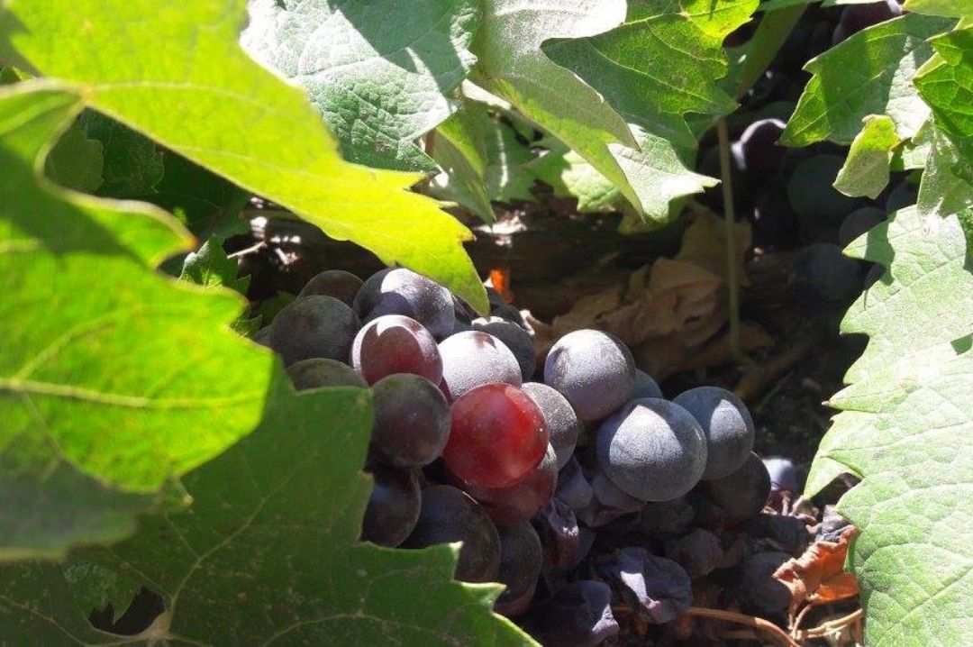 Wine Grapes Grapes