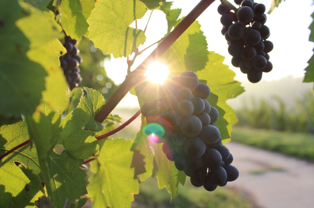Grapes