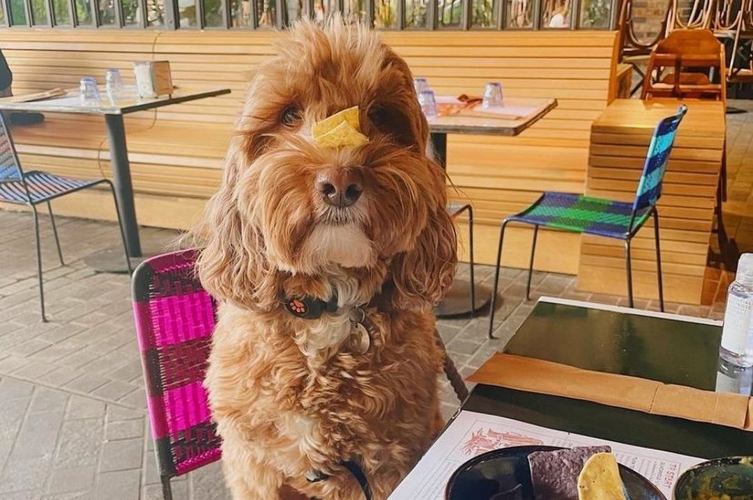 Pet friendly restaurant dogbalancingnacho_london_elpastor